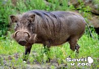 propagace dvur_kralove 965
