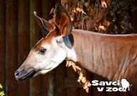 propagace dvur_kralove 894