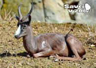 propagace dvur_kralove 941