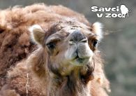 propagace dvur_kralove 963