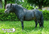 propagace dvur_kralove 905