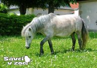 propagace dvur_kralove 906