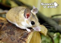 propagace dvur_kralove 988