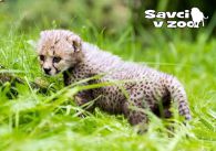 propagace dvur_kralove 816