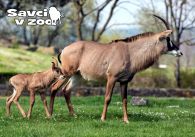 propagace dvur_kralove 916