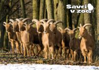 propagace dvur_kralove 951