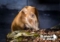 propagace dvur_kralove 969