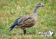 propagace dvur_kralove 1113