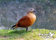 propagace dvur_kralove 1112