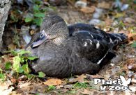 propagace dvur_kralove 1107
