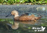 propagace dvur_kralove 1109