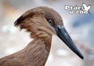 propagace dvur_kralove 1024
