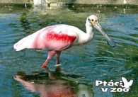 propagace dvur_kralove 1009