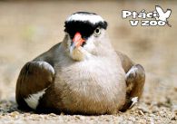 propagace dvur_kralove 1038