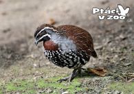propagace dvur_kralove 1126