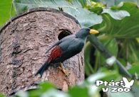 propagace dvur_kralove 1071