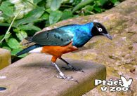 propagace dvur_kralove 1065