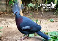 propagace dvur_kralove 1079