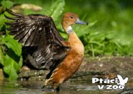 propagace dvur_kralove 1110