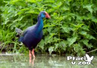 propagace dvur_kralove 1044