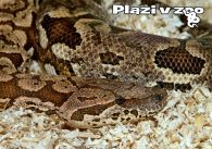 propagace dvur_kralove 1134