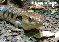 propagace dvur_kralove 1199