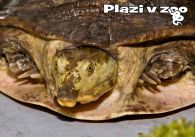 propagace dvur_kralove 1255