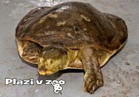 propagace dvur_kralove 1256