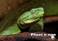 propagace dvur_kralove 1147