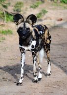 propagace dvur_kralove 1532