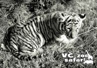 propagace dvur_kralove 285