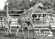 propagace dvur_kralove 318
