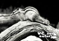 propagace dvur_kralove 326