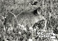 propagace dvur_kralove 327