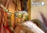 propagace dvur_kralove 981