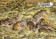 propagace dvur_kralove 990