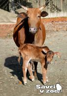 propagace dvur_kralove 1674