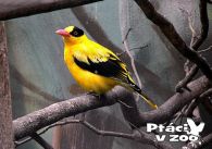 propagace dvur_kralove 1072