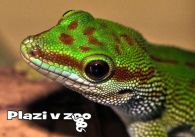 propagace dvur_kralove 1181