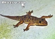 propagace dvur_kralove 1185