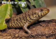 propagace dvur_kralove 1198