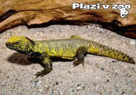 propagace dvur_kralove 1200