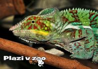 propagace dvur_kralove 1210