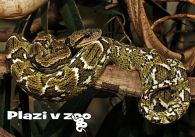 propagace dvur_kralove 1165