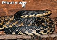 propagace dvur_kralove 1144