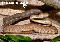propagace dvur_kralove 1162