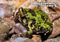 propagace dvur_kralove 1284