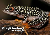 propagace dvur_kralove 1286