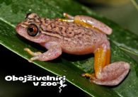 propagace dvur_kralove 1287