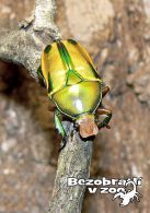 propagace dvur_kralove 1745